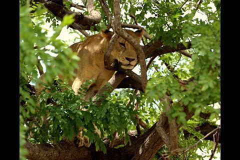 Tanzanian wildlife_lioness